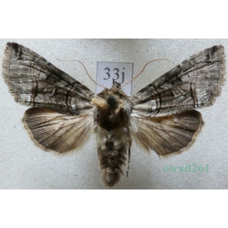 Abrostola tripartita (Hufnagel, 1766) Czech33j